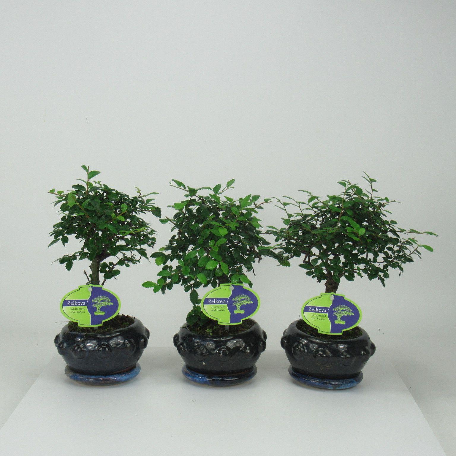 Горшечные цветы и растения оптом Bonsai Zelkova Parvifolia, 13cm., Broom, With Drip от 10шт из Голландии с доставкой по России