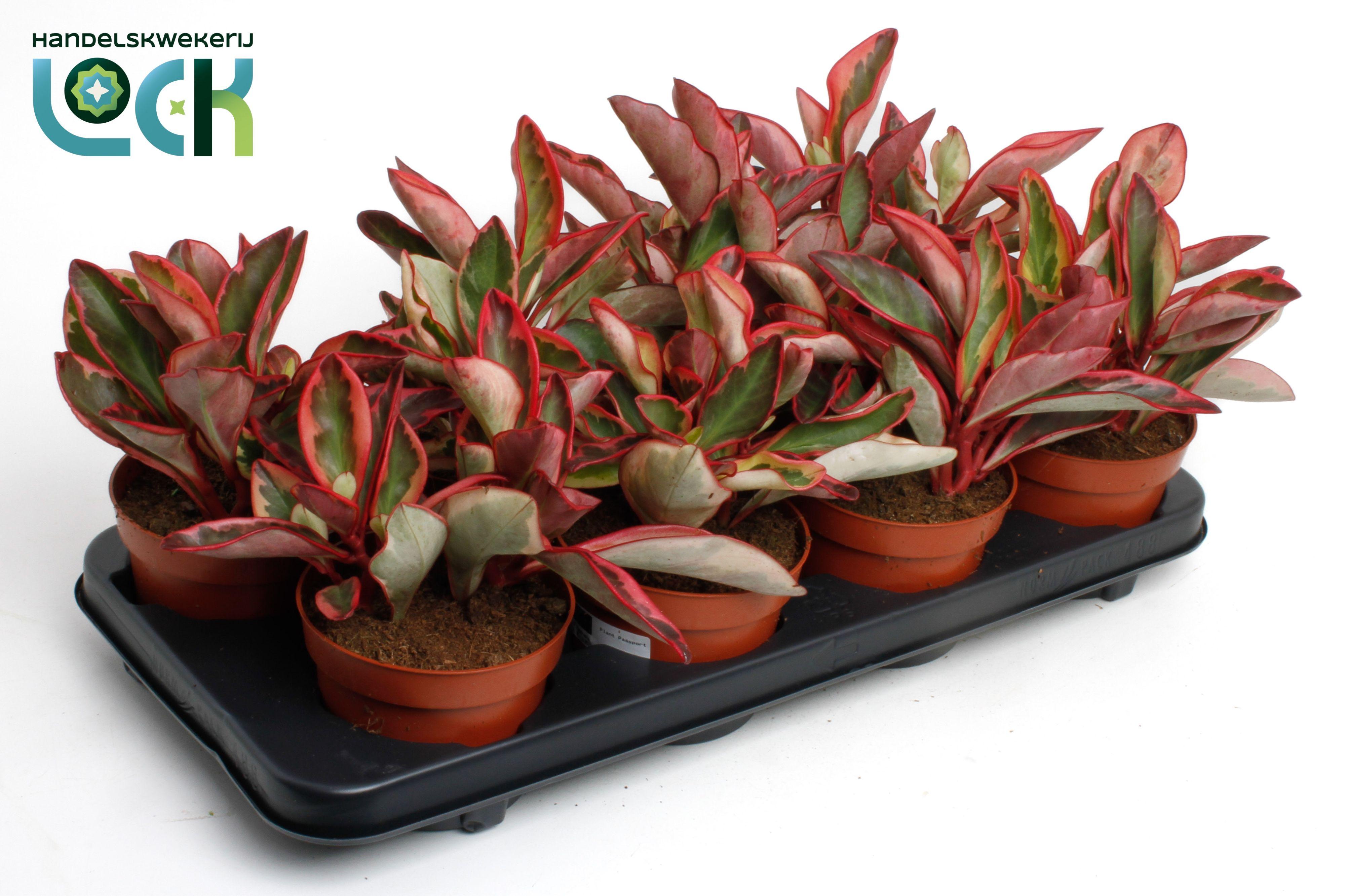 Горшечные цветы и растения оптом Peperomia Clusiifolia Jellie от 8шт из Голландии с доставкой по России