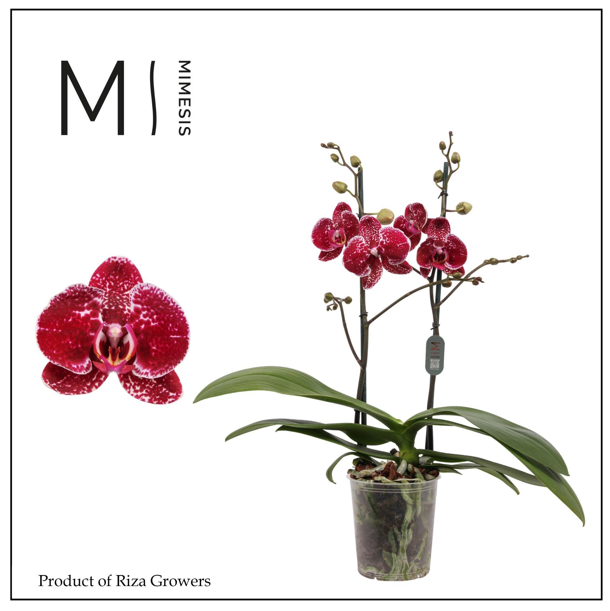 Горшечные цветы и растения оптом Phalaenopsis Eduction 2 Spike – 12cm | Mimesis от 10шт из Голландии с доставкой по России