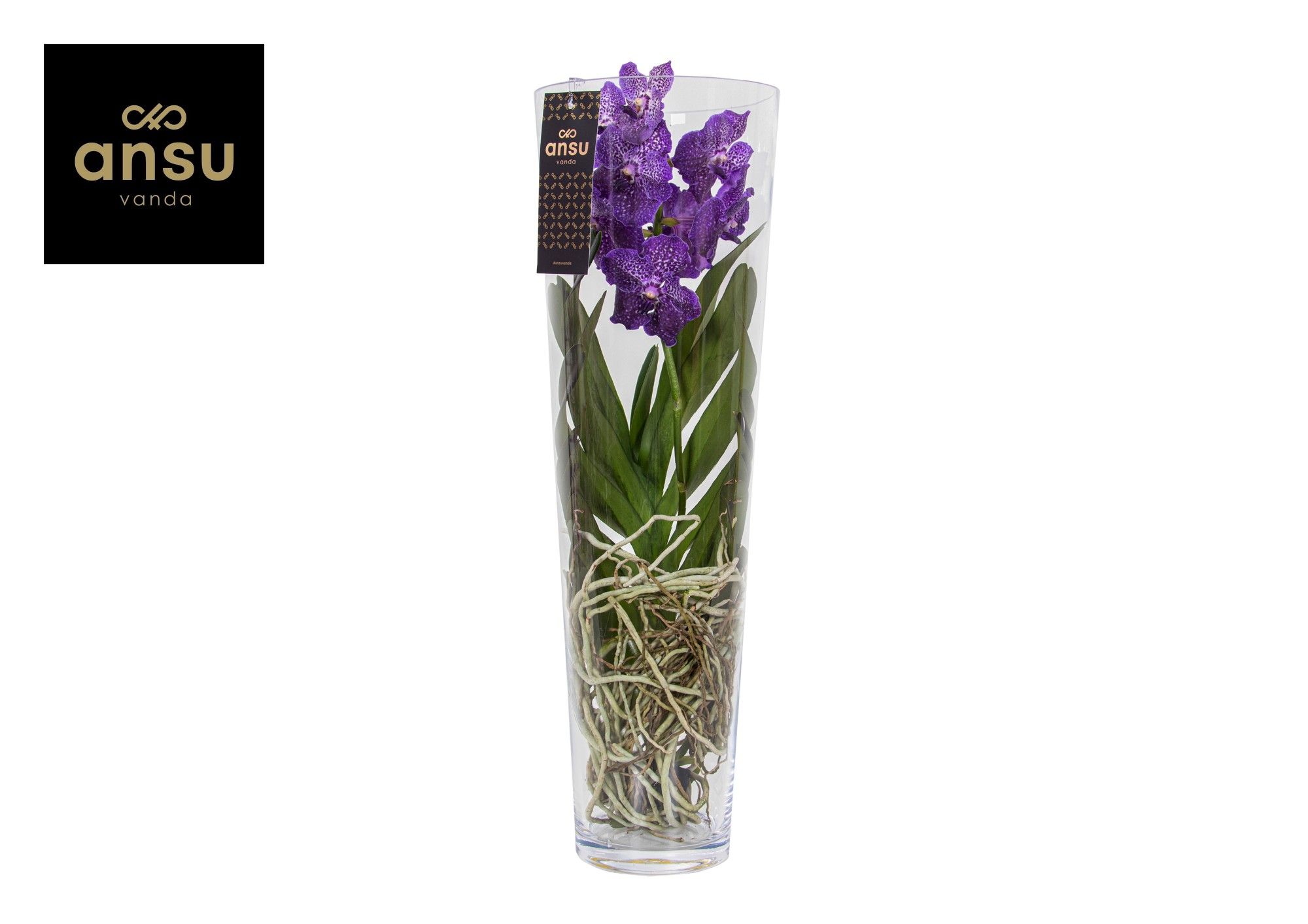 Горшечные цветы и растения оптом Vanda Lisanne 70 Purple от 1шт из Голландии с доставкой по России