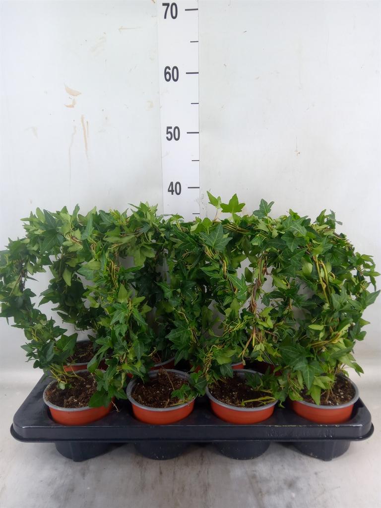 Горшечные цветы и растения оптом Hedera Helix   ..special Shapes L% от 8шт из Голландии с доставкой по России