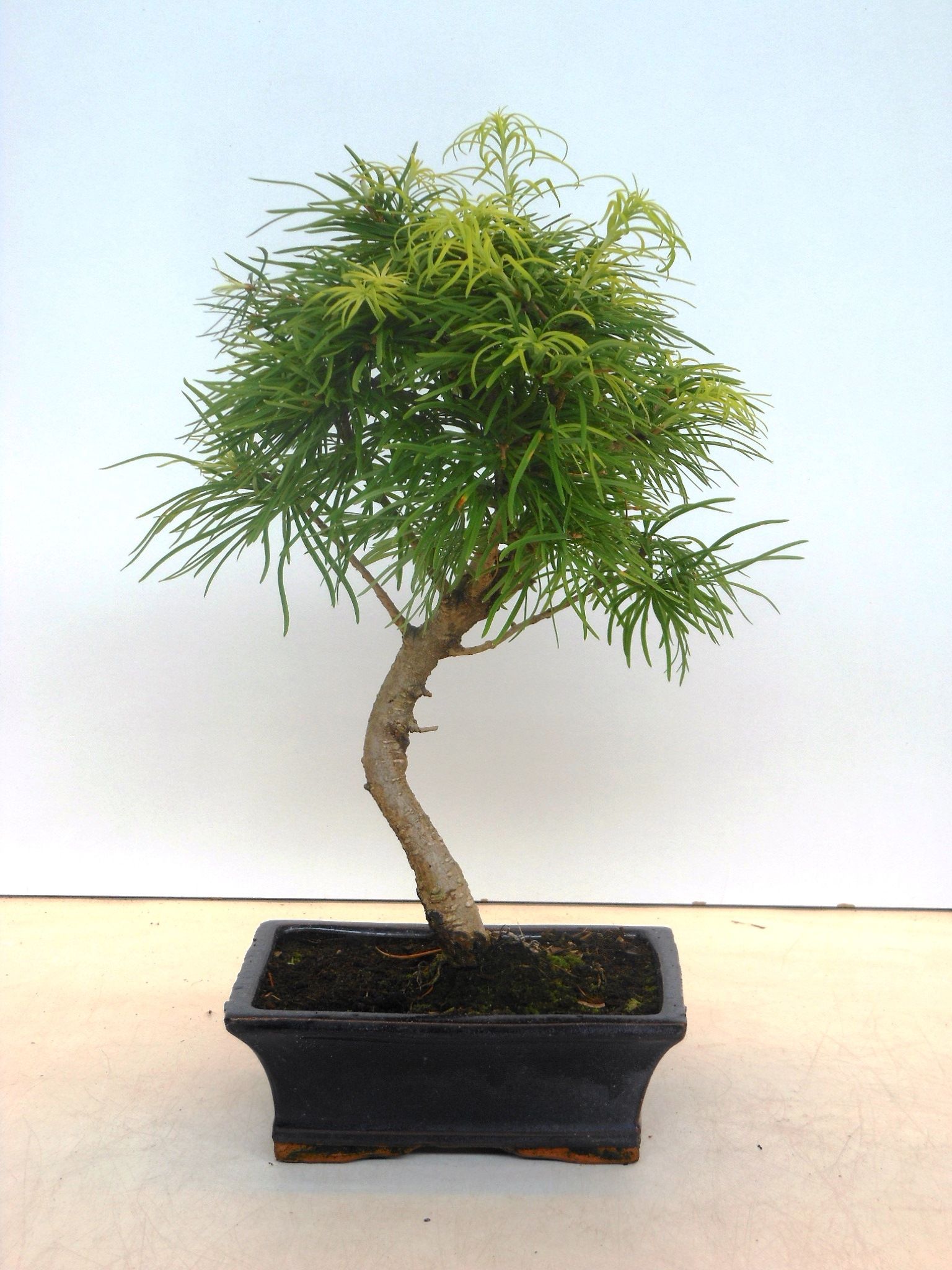 Горшечные цветы и растения оптом Bonsai Pseudolarix Amabilis от 6шт из Голландии с доставкой по России
