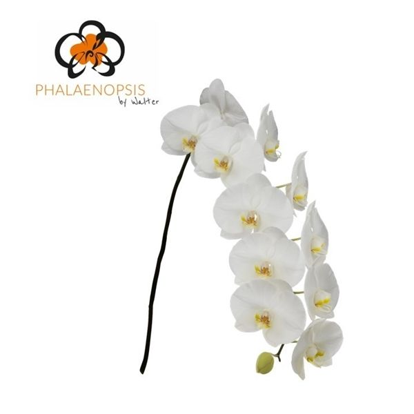 Срезанные цветы оптом Phalaenopsis sensation white (per stem) от 10шт из Голландии с доставкой по России