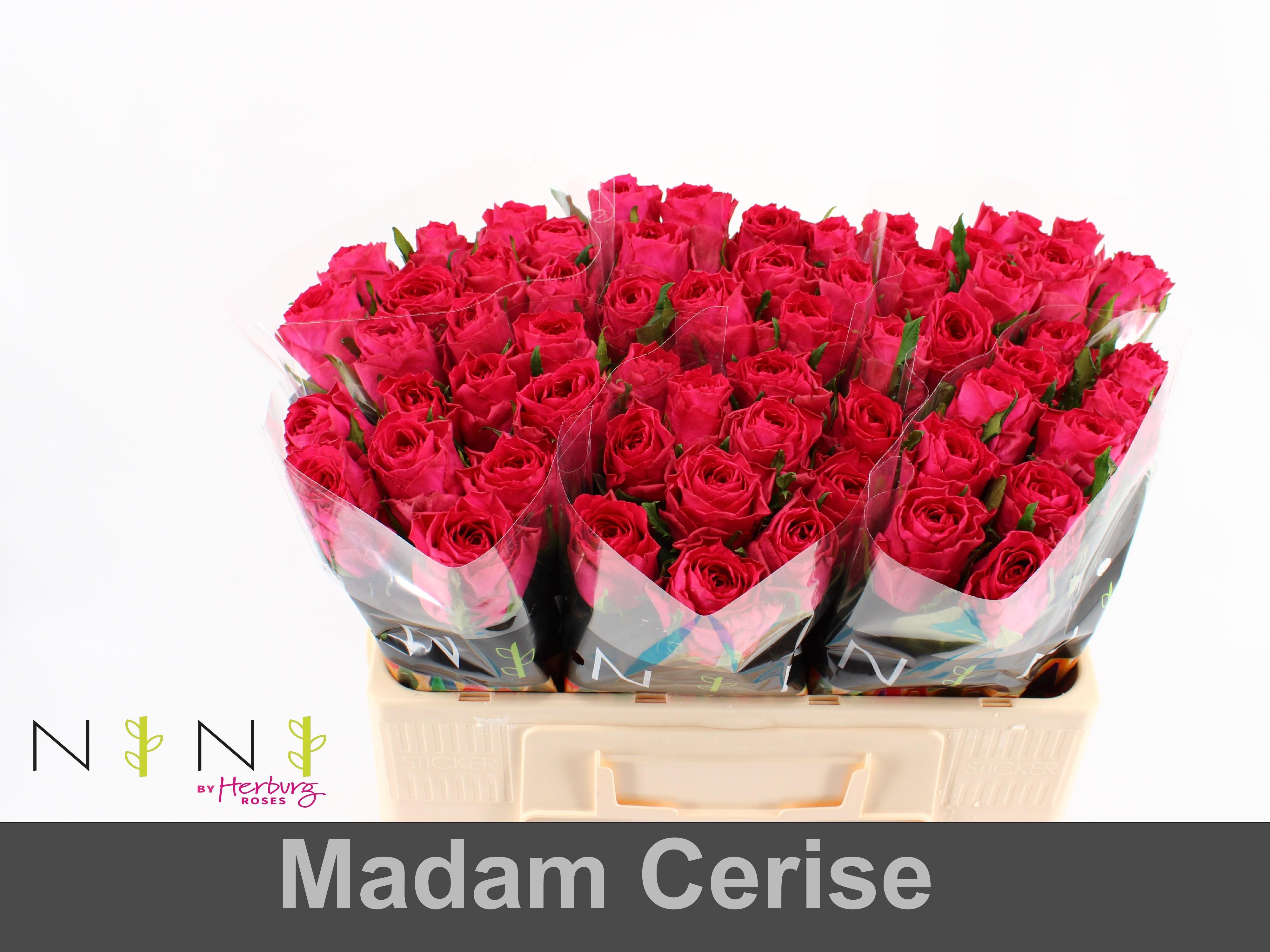 Срезанные цветы оптом Rosa large madam cerise от 60шт из Голландии с доставкой по России