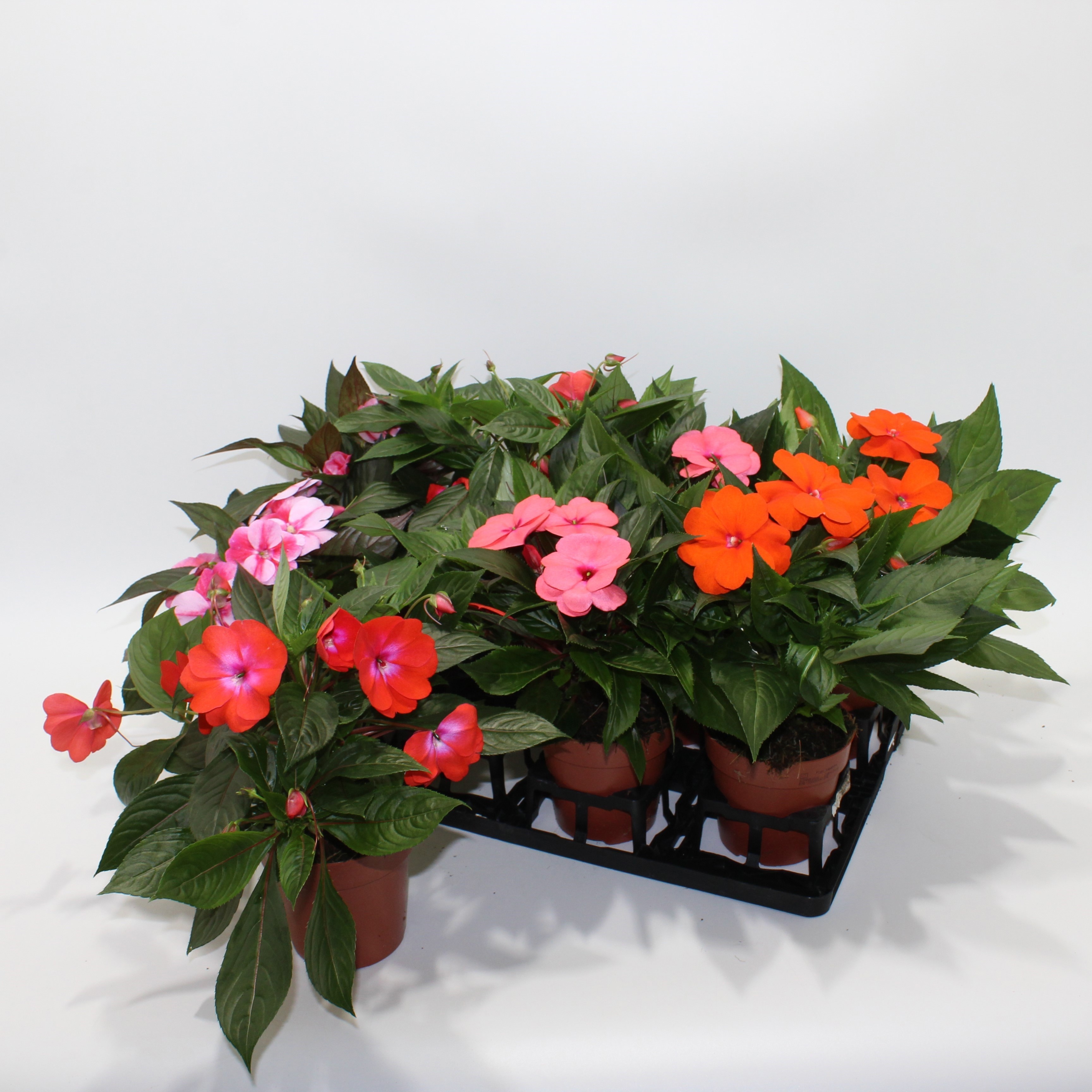 Горшечные цветы и растения оптом Impat Ng Gem от 8шт из Голландии с доставкой по России