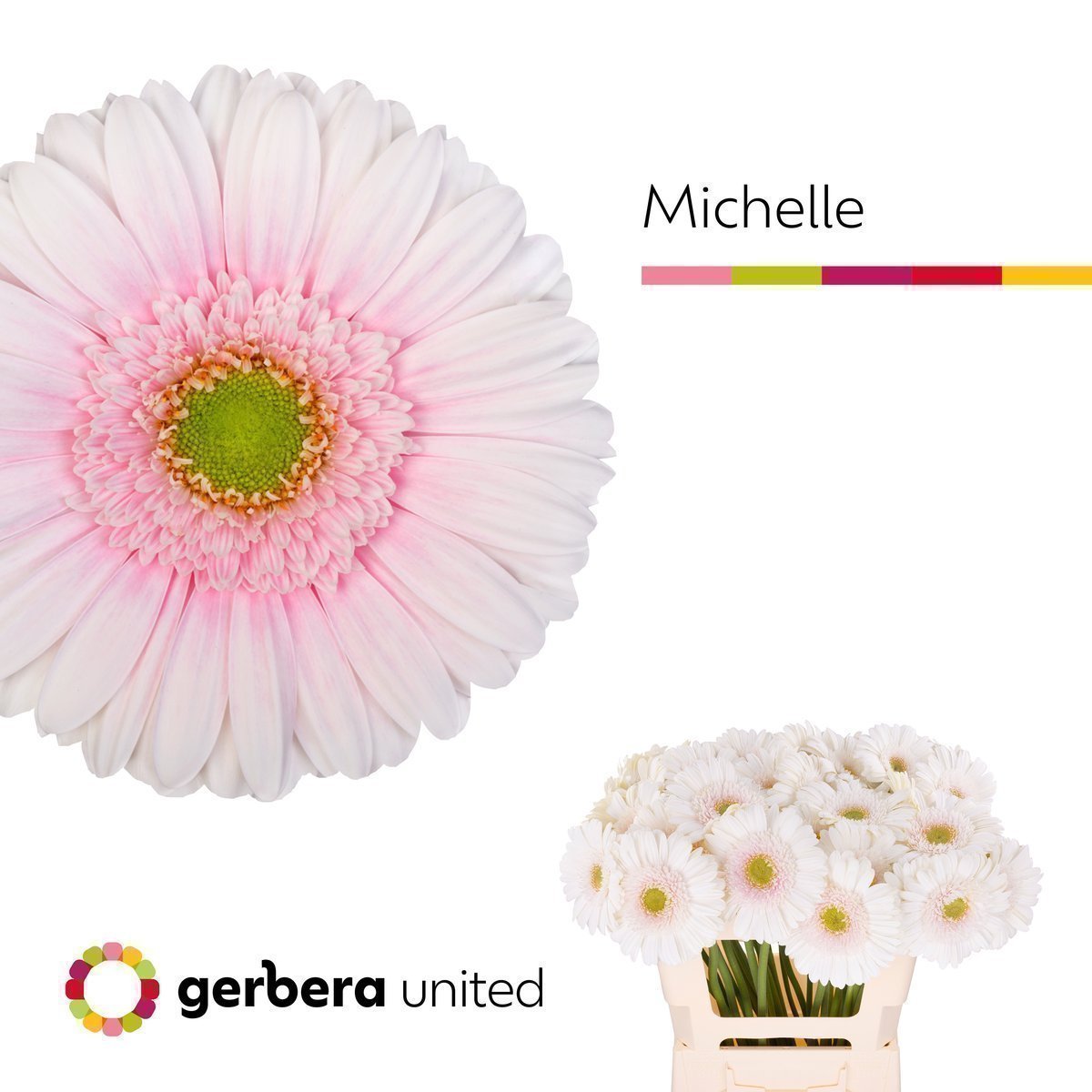 Срезанные цветы оптом Gerbera michelle от 40шт из Голландии с доставкой по России