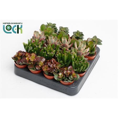 Горшечные цветы и растения оптом Crassula Mix от 20шт (для телеги) из Голландии с доставкой по России