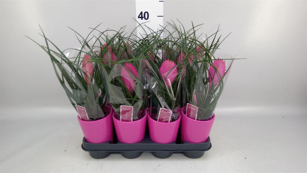Горшечные цветы и растения оптом Tillandsia Cyanea anita от 11шт из Голландии с доставкой по России
