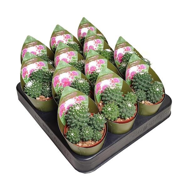 Горшечные цветы и растения оптом Mammillaria Toluca Potcover от 12шт (для телеги) из Голландии с доставкой по России