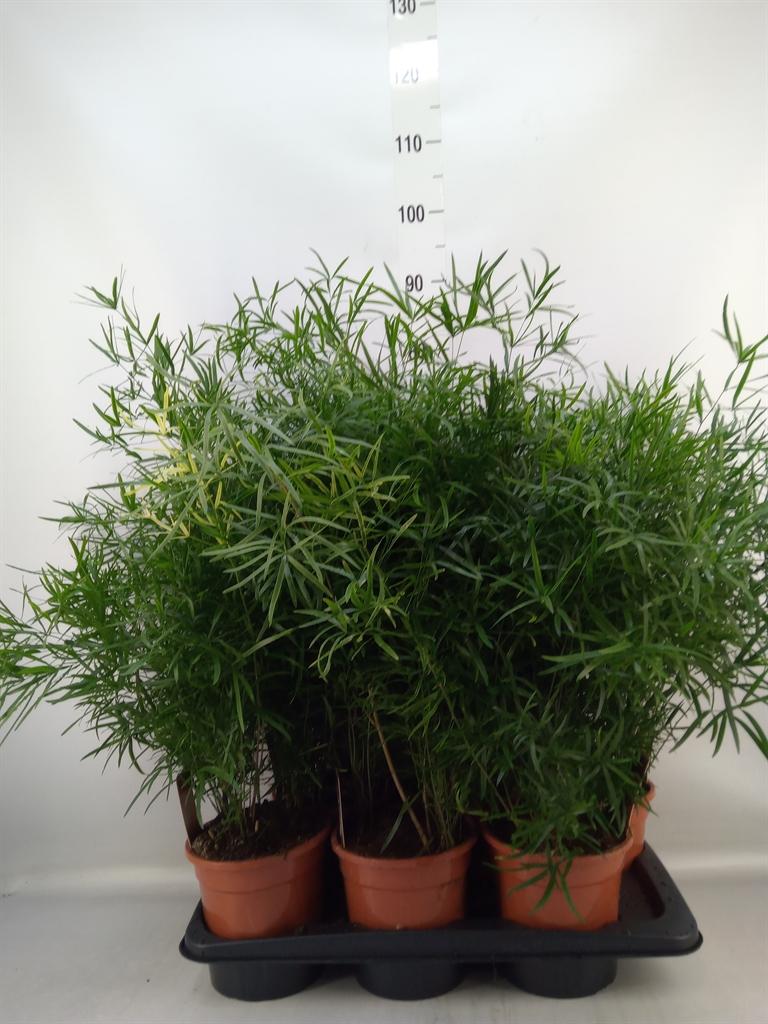 Горшечные цветы и растения оптом Asparagus Falcatus от 6шт из Голландии с доставкой по России