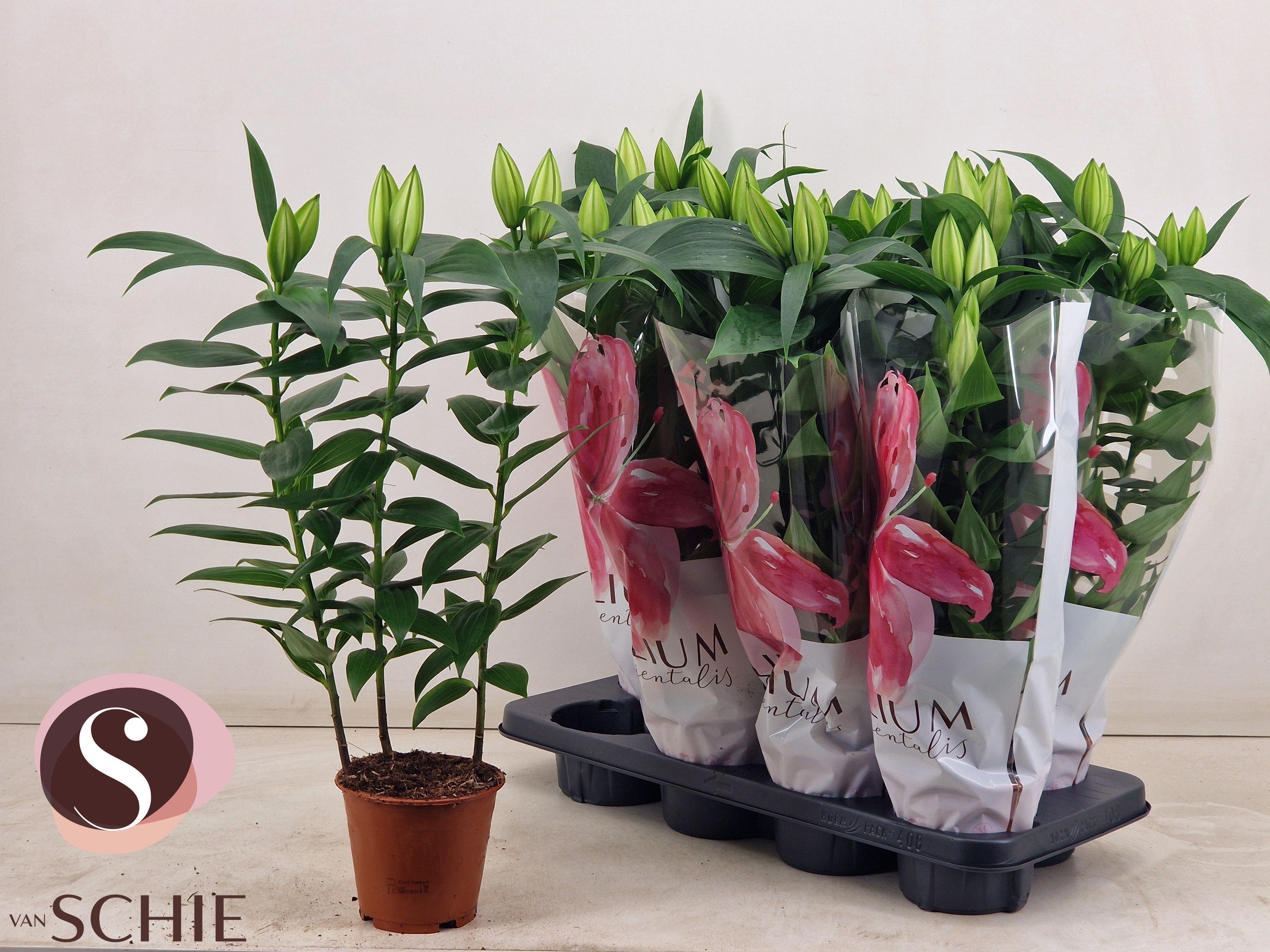 Горшечные цветы и растения оптом Lil Or Oxygen от 8шт из Голландии с доставкой по России