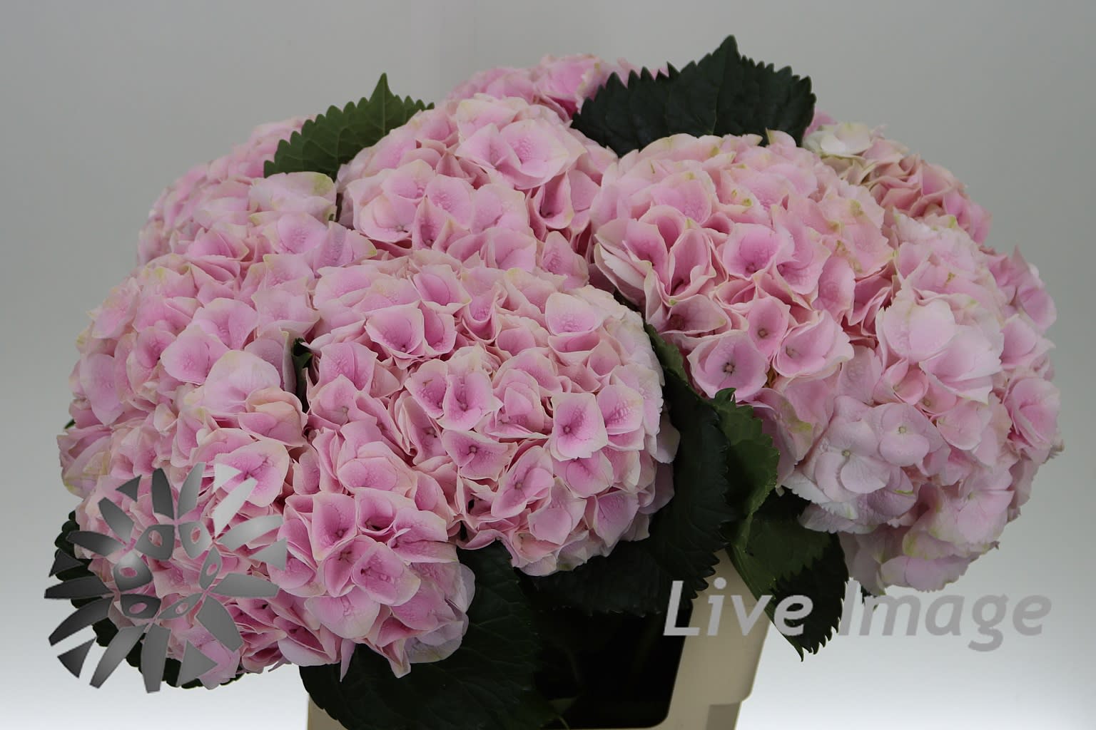 Срезанные цветы оптом Hydrangea my beautiful vienna от 10шт. из Голландии с доставкой по России