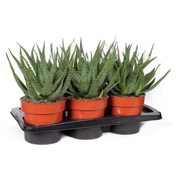 Горшечные цветы и растения оптом Aloe Arborescens от 4шт из Голландии с доставкой по России