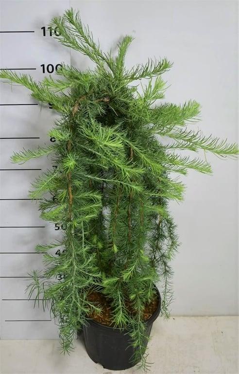 Горшечные цветы и растения оптом Larix Kaempf Stiff Weeper On Stem от 1шт из Голландии с доставкой по России