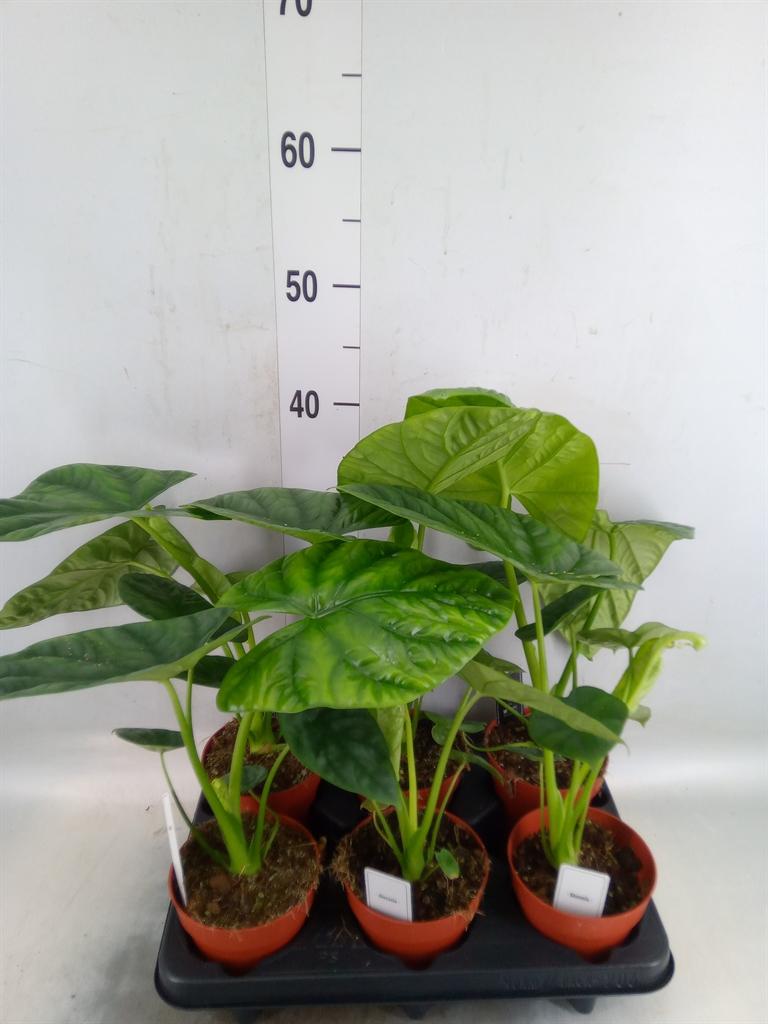 Горшечные цветы и растения оптом Alocasia   ... от 6шт (для телеги) из Голландии с доставкой по России