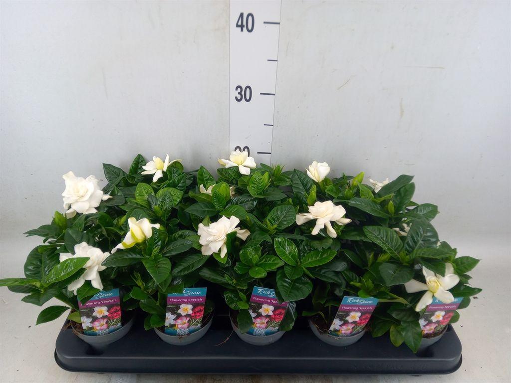 Горшечные цветы и растения оптом Gardenia Jasminoides от 10шт (для телеги) из Голландии с доставкой по России