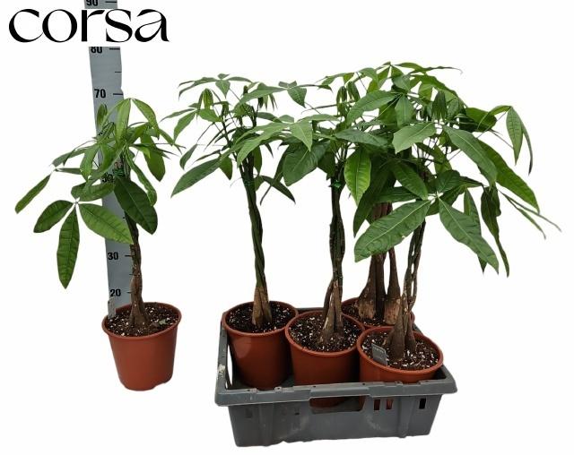 Горшечные цветы и растения оптом Pachira Aquatica от 6шт из Голландии с доставкой по России