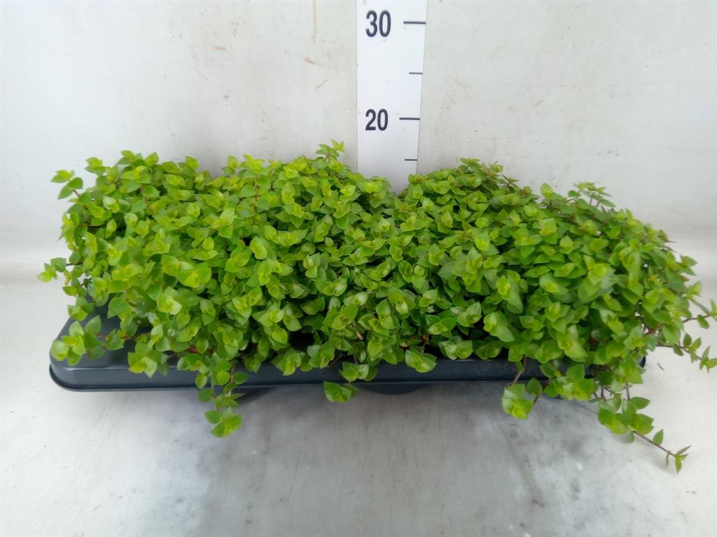 Горшечные цветы и растения оптом Callisia Repens от 6шт из Голландии с доставкой по России