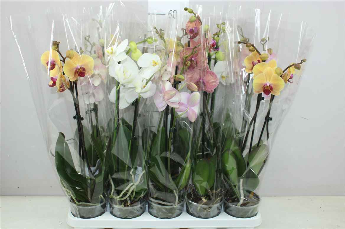 Горшечные цветы и растения оптом Phal Gemengd 2 Tak 14+ от 10шт из Голландии с доставкой по России
