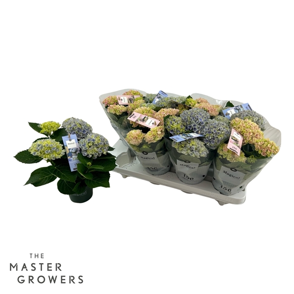 Горшечные цветы и растения оптом Hydrangea Ma Magical Revolution Mix 3+ от 8шт из Голландии с доставкой по России