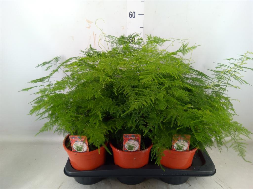 Горшечные цветы и растения оптом Asparagus Setaceus от 6шт из Голландии с доставкой по России