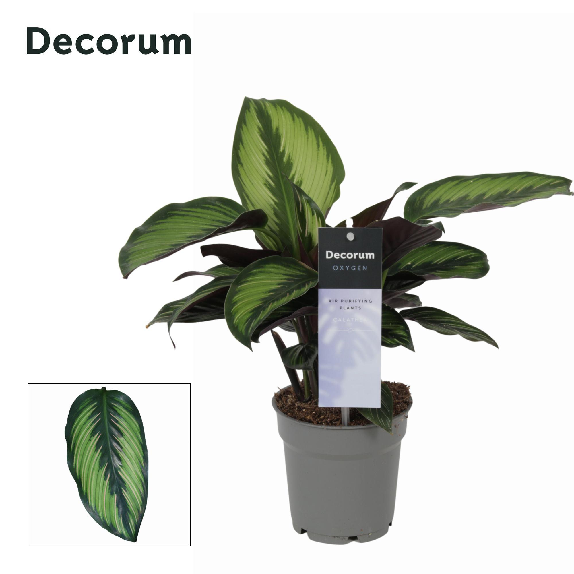 Горшечные цветы и растения оптом Calathea Princeps (decorum) от 6шт из Голландии с доставкой по России