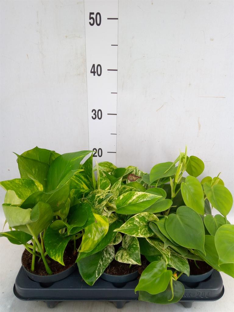 Горшечные цветы и растения оптом Epipremnum Pinn.   ...mix от 6шт из Голландии с доставкой по России