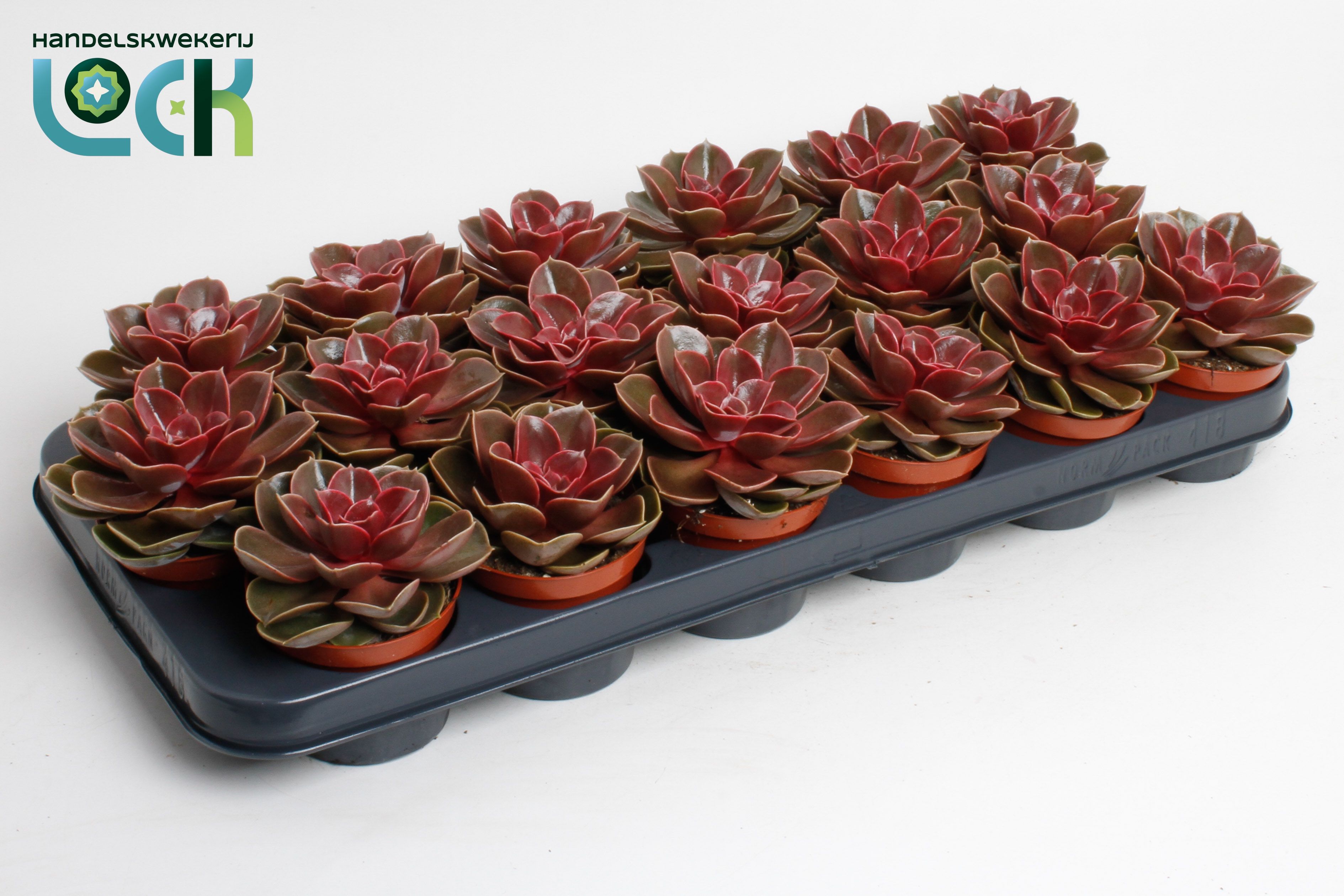 Горшечные цветы и растения оптом Echeveria Magic Red от 12шт (для телеги) из Голландии с доставкой по России
