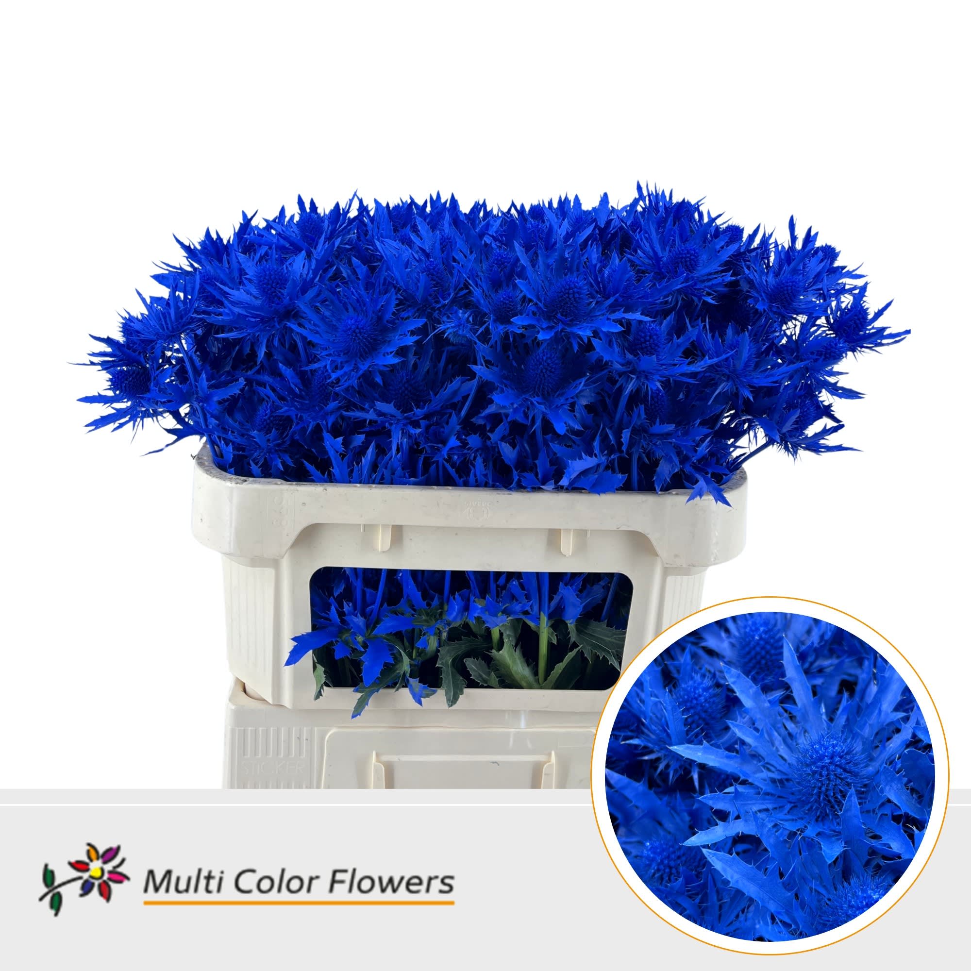 Срезанные цветы оптом Eryngium paint blue dark от 30шт из Голландии с доставкой по России