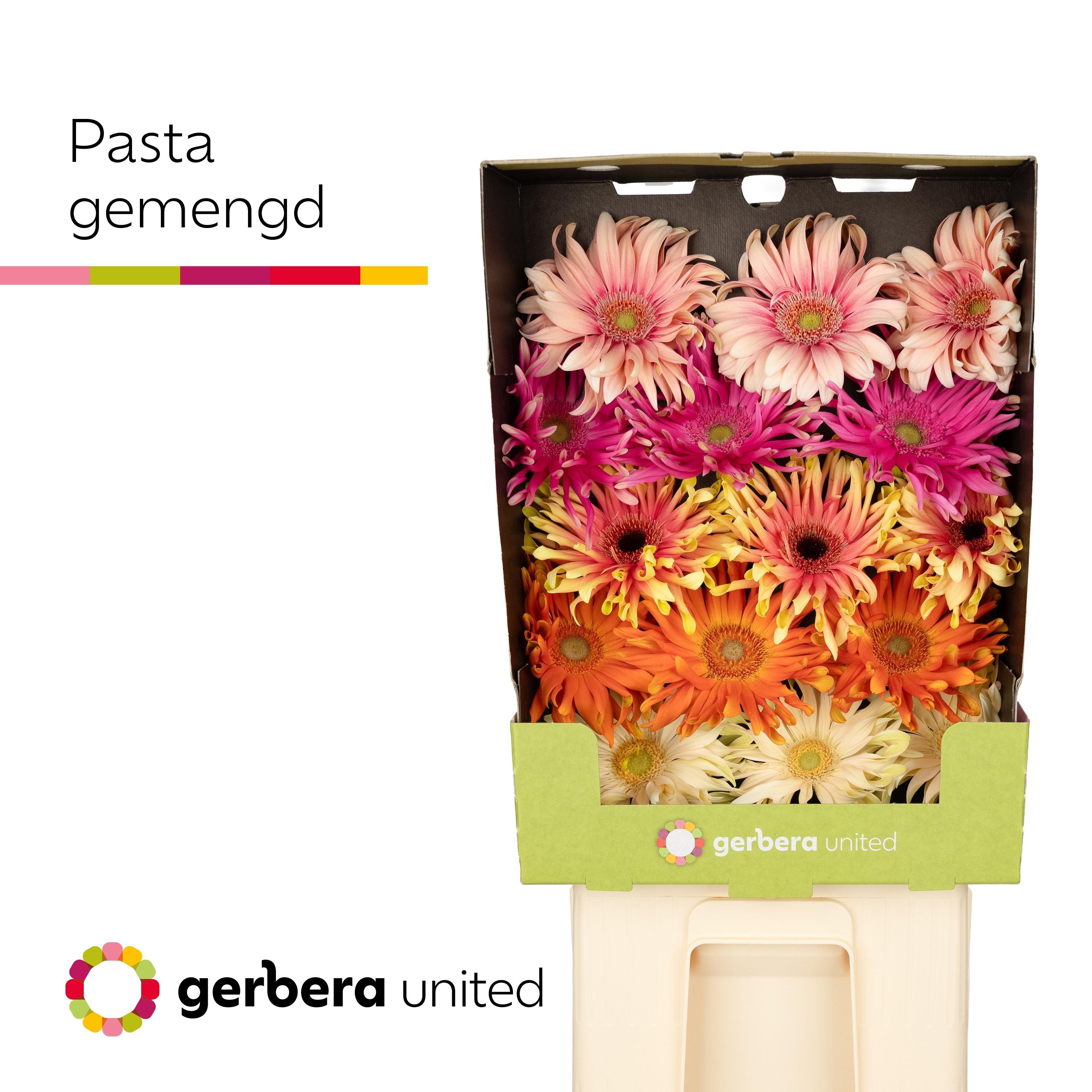 Срезанные цветы оптом Gerbera diamond pasta mix A от 30шт из Голландии с доставкой по России
