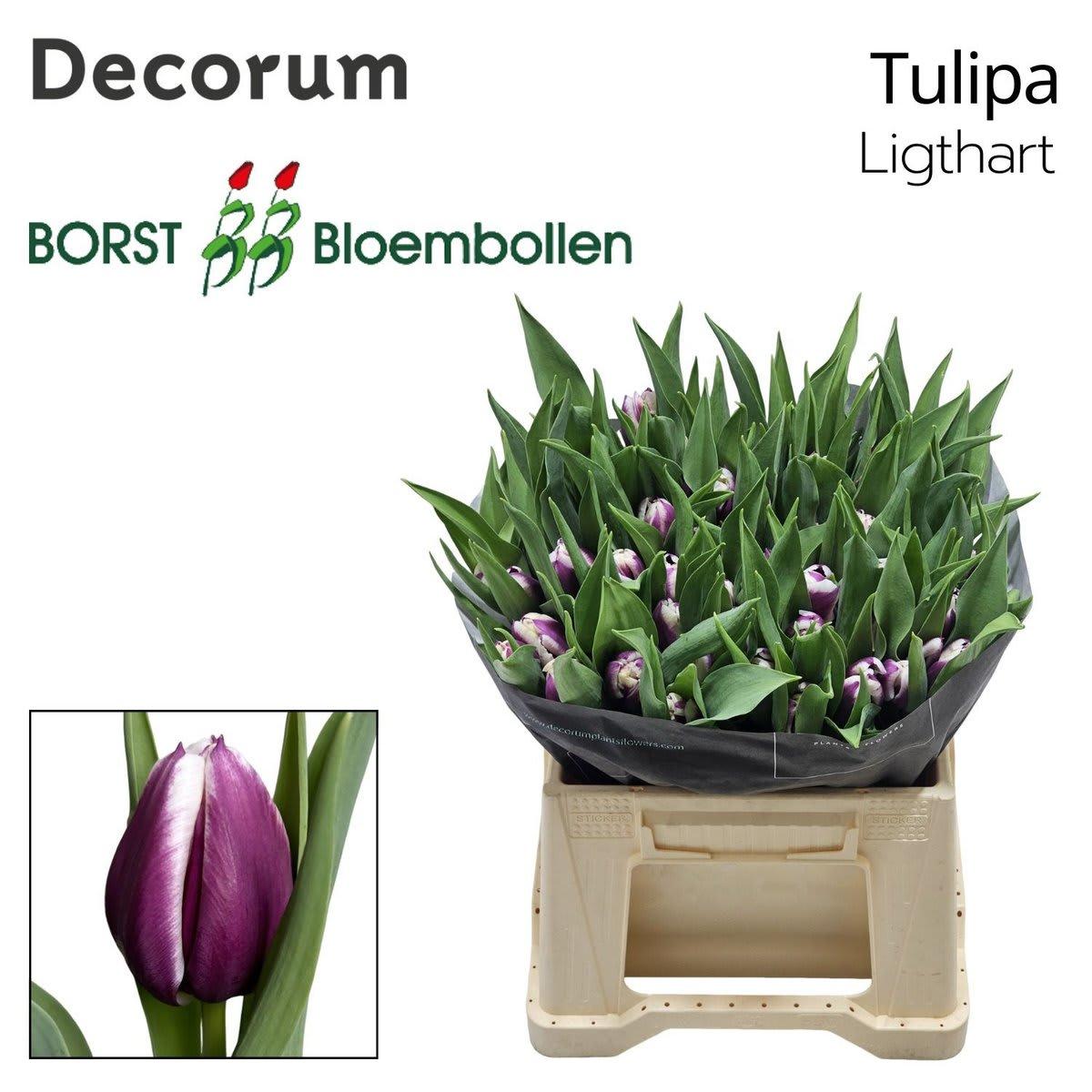 Срезанные цветы оптом Tulipa si ligthart от 100шт из Голландии с доставкой по России