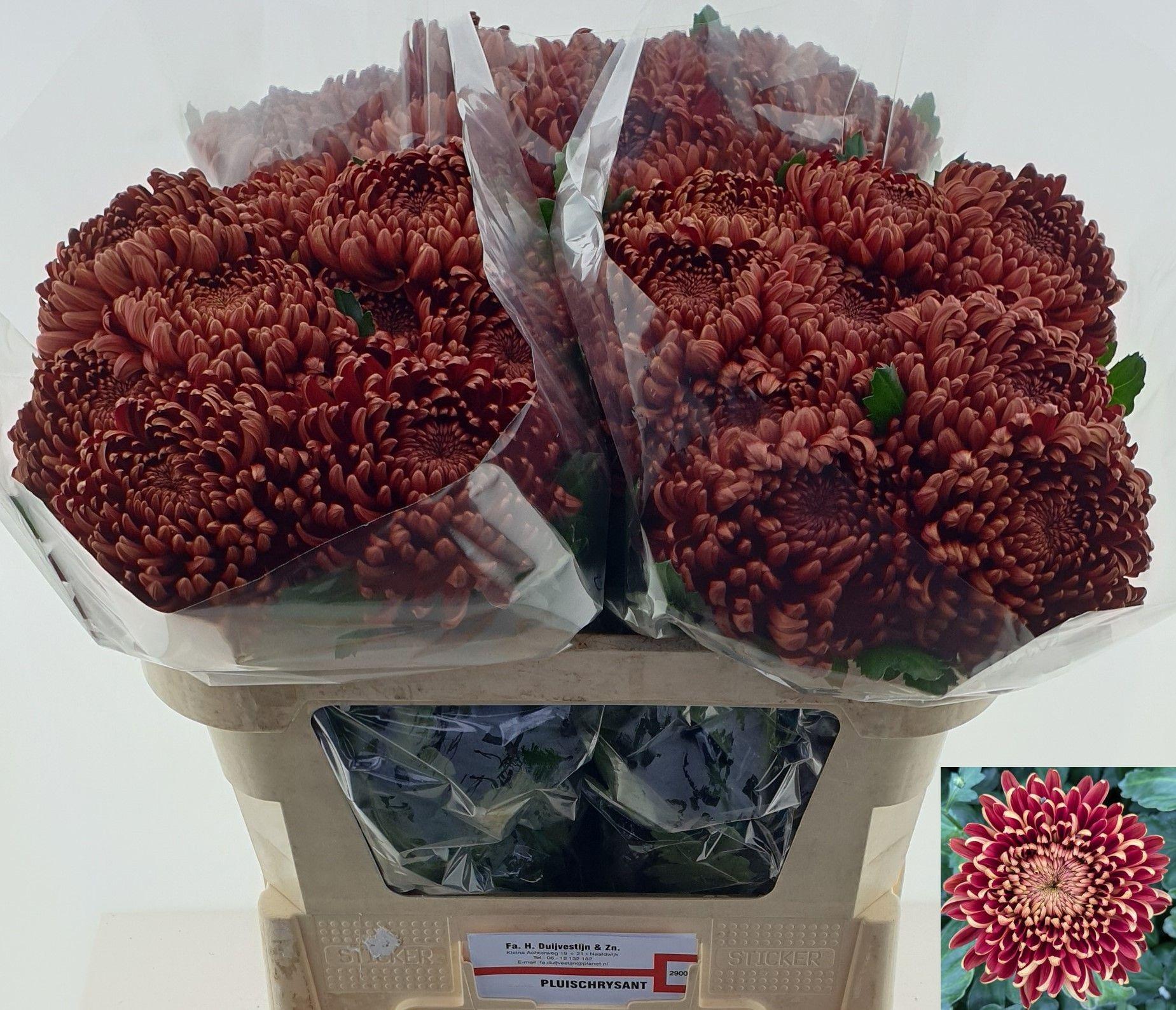 Срезанные цветы оптом Chrys bl ankara red от 30шт из Голландии с доставкой по России