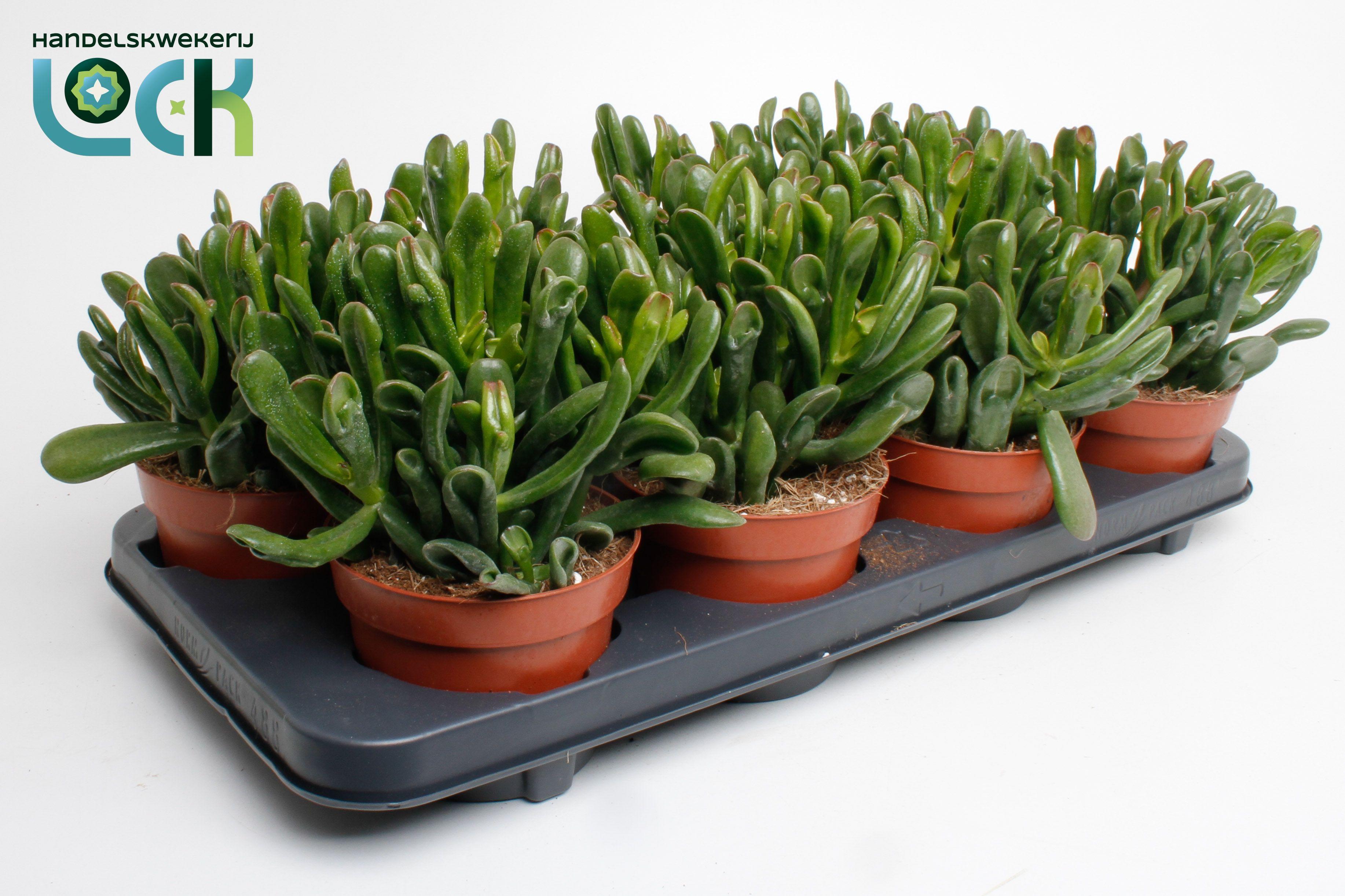 Горшечные цветы и растения оптом Crassula Gollum от 6шт из Голландии с доставкой по России