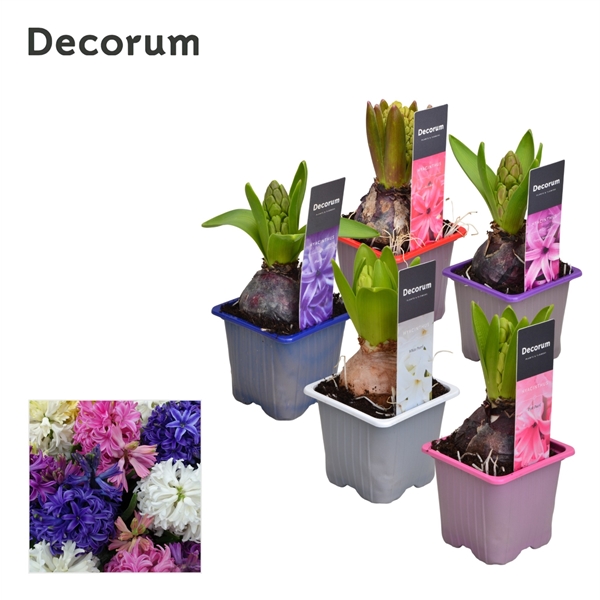 Горшечные цветы и растения оптом Hyacinthus Mix 1pp Label (decorum) от 24шт из Голландии с доставкой по России