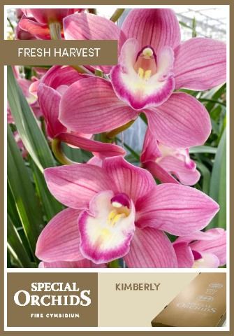 Срезанные цветы оптом Cymbidium pink kimberly от 6шт из Голландии с доставкой по России