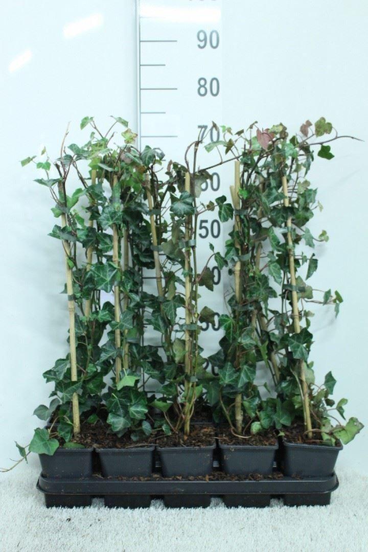 Горшечные цветы и растения оптом Hedera Hibernica от 10шт из Голландии с доставкой по России