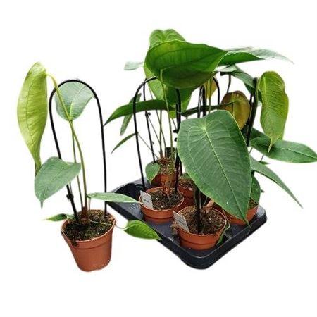 Горшечные цветы и растения оптом Anthurium Regale от 6шт из Голландии с доставкой по России