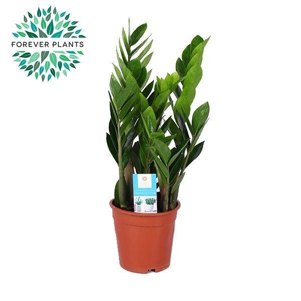 Горшечные цветы и растения оптом Zamioculcas Zamiifolia от 6шт из Голландии с доставкой по России