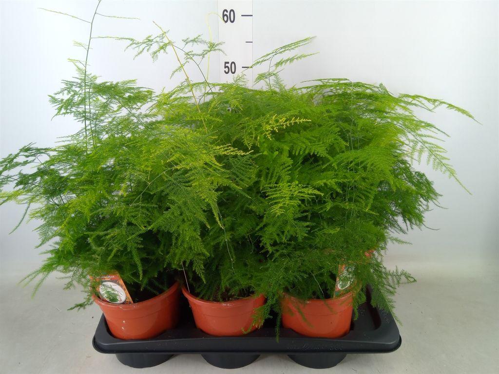 Горшечные цветы и растения оптом Asparagus Setaceus от 6шт из Голландии с доставкой по России