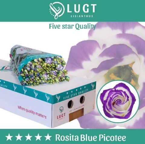 Срезанные цветы оптом Lisianthus do rosita blue picotee от 60шт.. из Голландии с доставкой по России