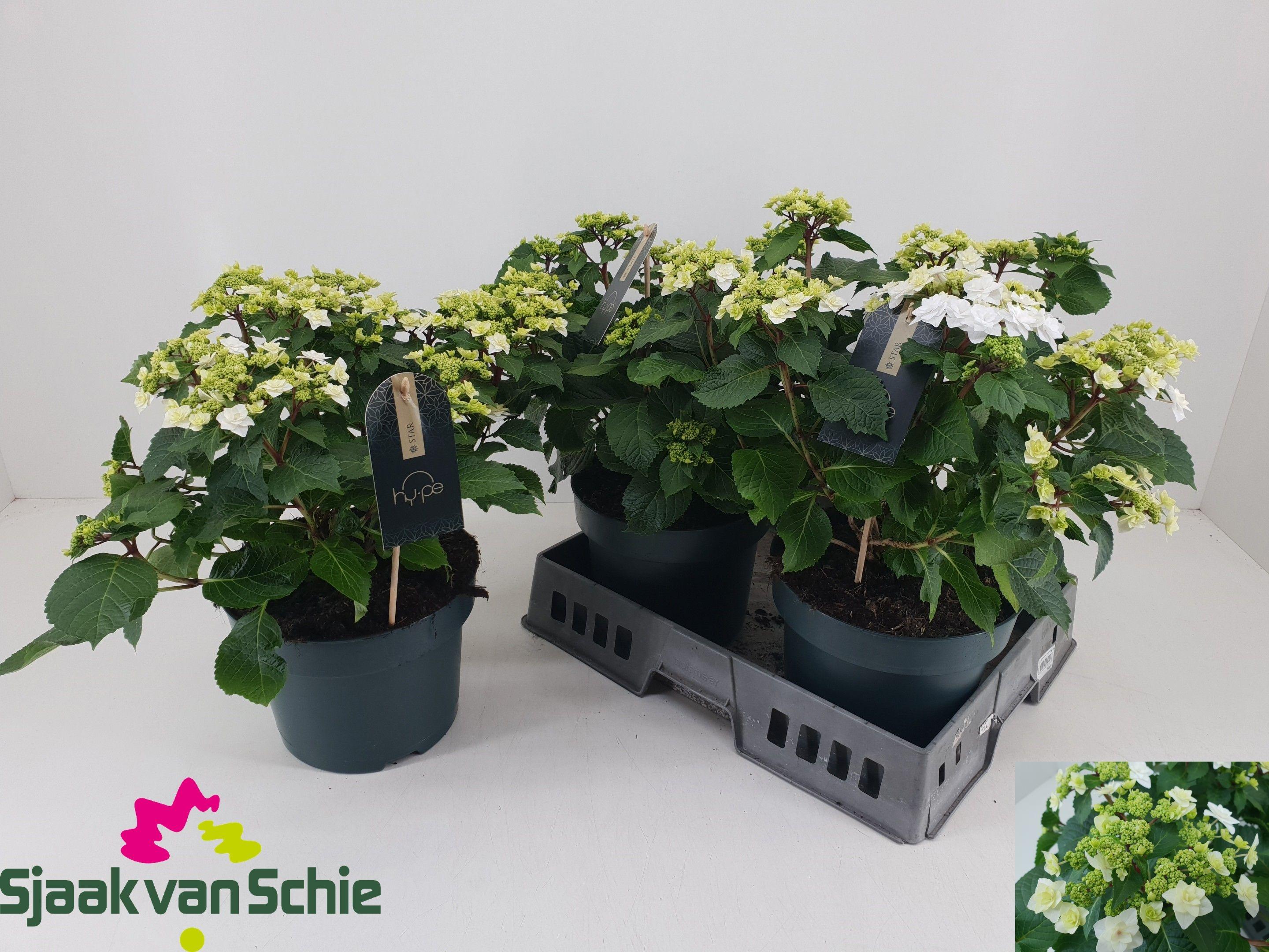 Горшечные цветы и растения оптом Hydr Ml Wedding Gown от 3шт из Голландии с доставкой по России