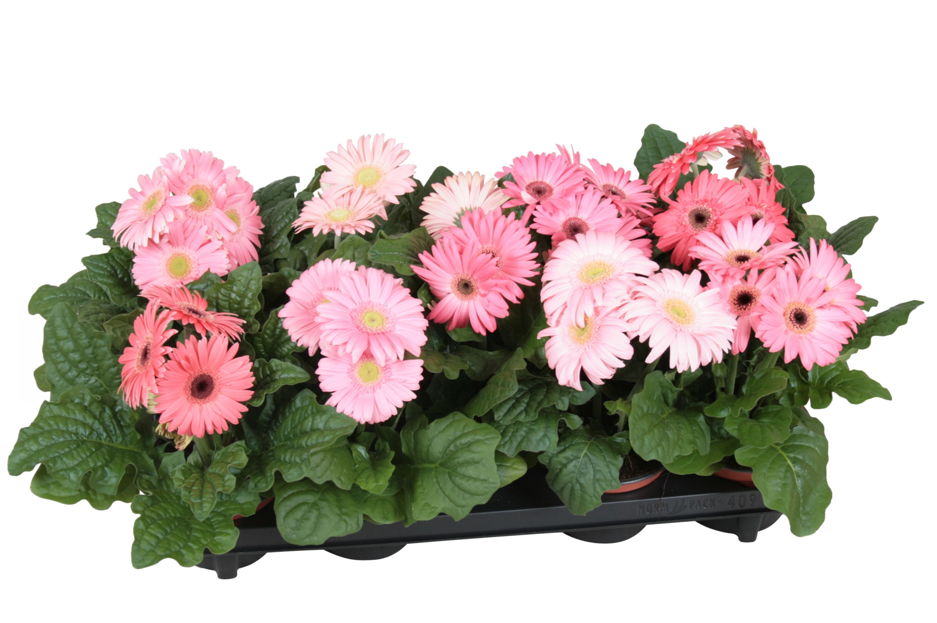 Горшечные цветы и растения оптом Gerbera Excellent Pink 2+ от 10шт (для телеги) из Голландии с доставкой по России