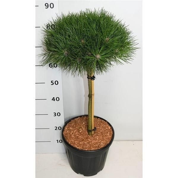 Горшечные цветы и растения оптом Pinus Nigra Bambino On Stem от 1шт из Голландии с доставкой по России