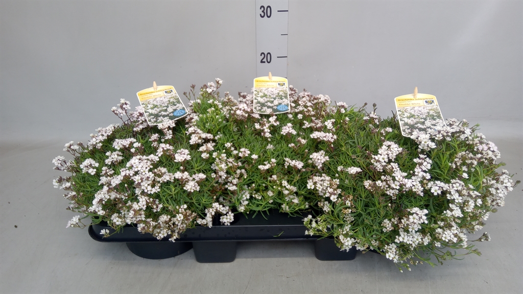 Горшечные цветы и растения оптом Gypsophila Cerastioides от 3шт из Голландии с доставкой по России