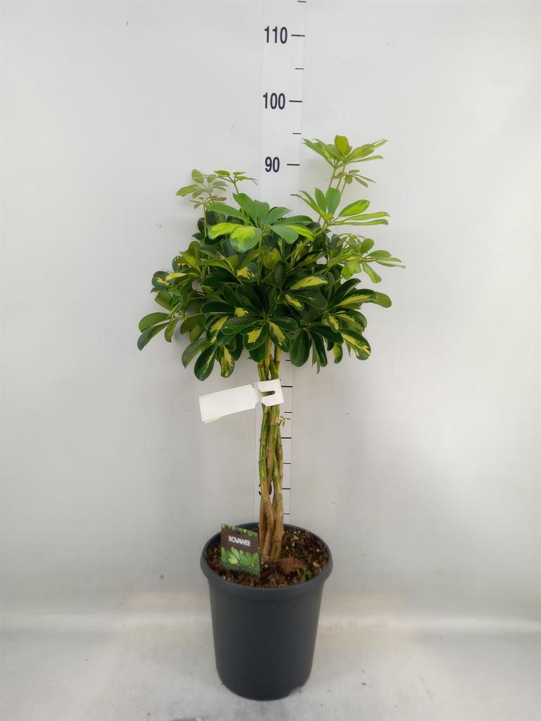 Горшечные цветы и растения оптом Schefflera Gold Capella Twisted Stem от 1шт из Голландии с доставкой по России
