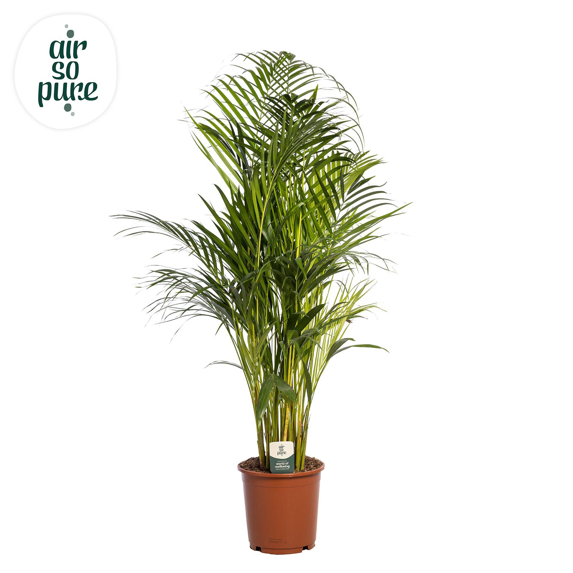 Горшечные цветы и растения оптом Dypsis Lutescens (air So Pure) от 1шт из Голландии с доставкой по России