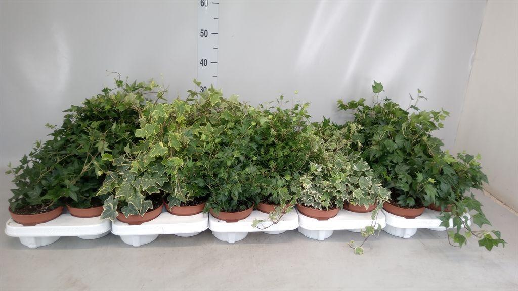 Горшечные цветы и растения оптом Hedera Helix   ... от 8шт из Голландии с доставкой по России