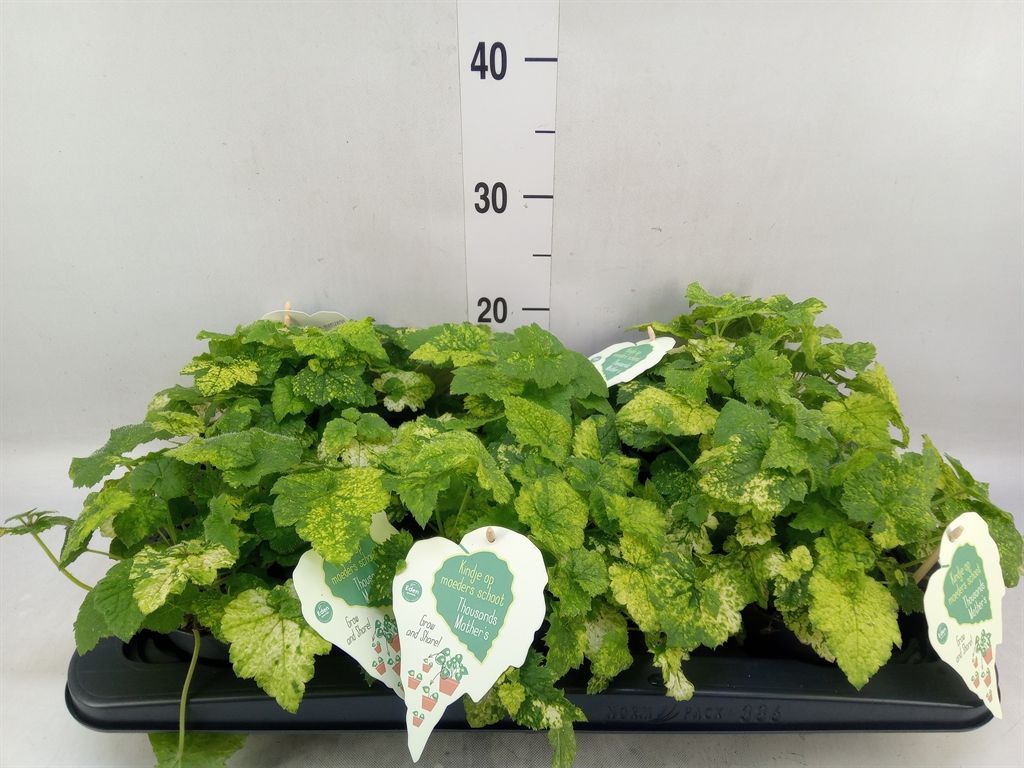 Горшечные цветы и растения оптом Tolmiea Menziesii   ...variegated от 6шт из Голландии с доставкой по России