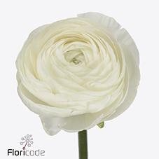 Срезанные цветы оптом Ranunculus success niveo от 50шт из Голландии с доставкой по России