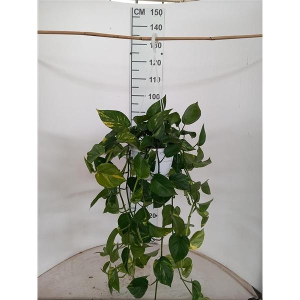 Горшечные цветы и растения оптом Scindapsus Aureus Hangpot от 1шт из Голландии с доставкой по России